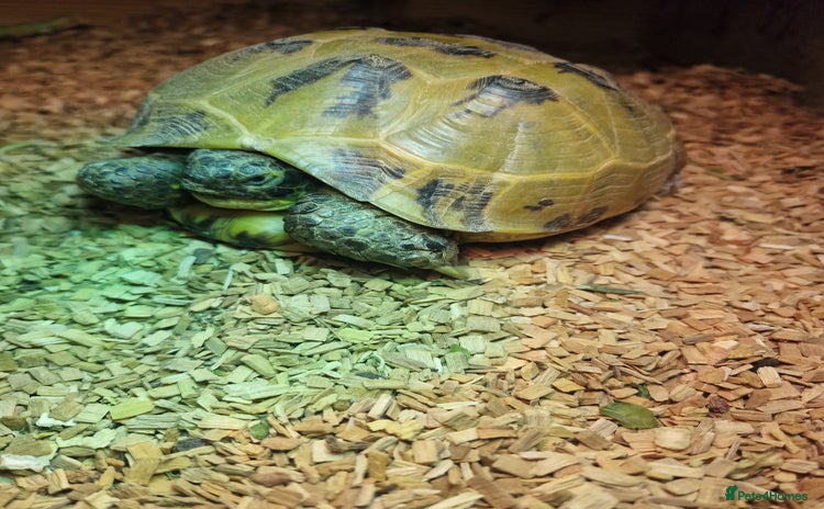 Tortoise reptiles - Advert 6
