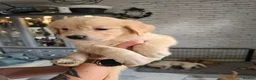 Golden Retriever dogs for sale: Show Type KC Registered Golden Retrievers !!  - Advert 8