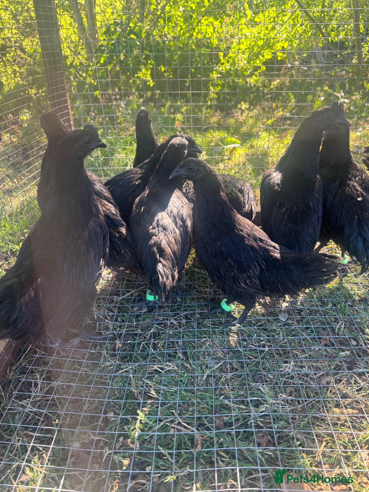Chickens poultry Ayam cemani chicks - Advert 13