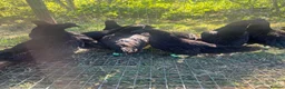 Chickens poultry for sale: Ayam cemani chicks - Advert 1