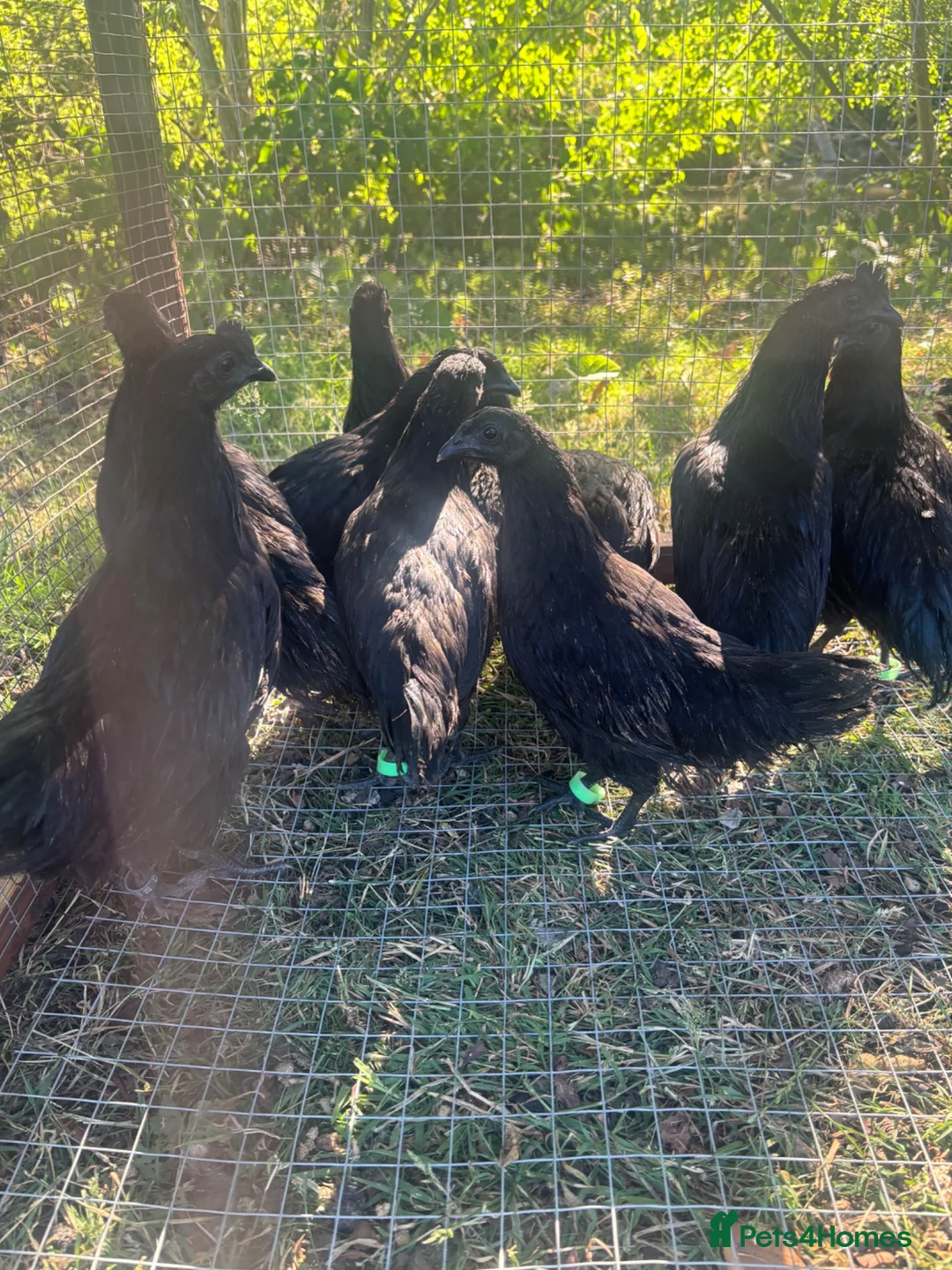 Chickens poultry for sale: Ayam cemani chicks - Advert 1