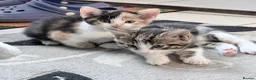 Mixed Breed cats for sale: Tabby Male kitten  - Advert 15