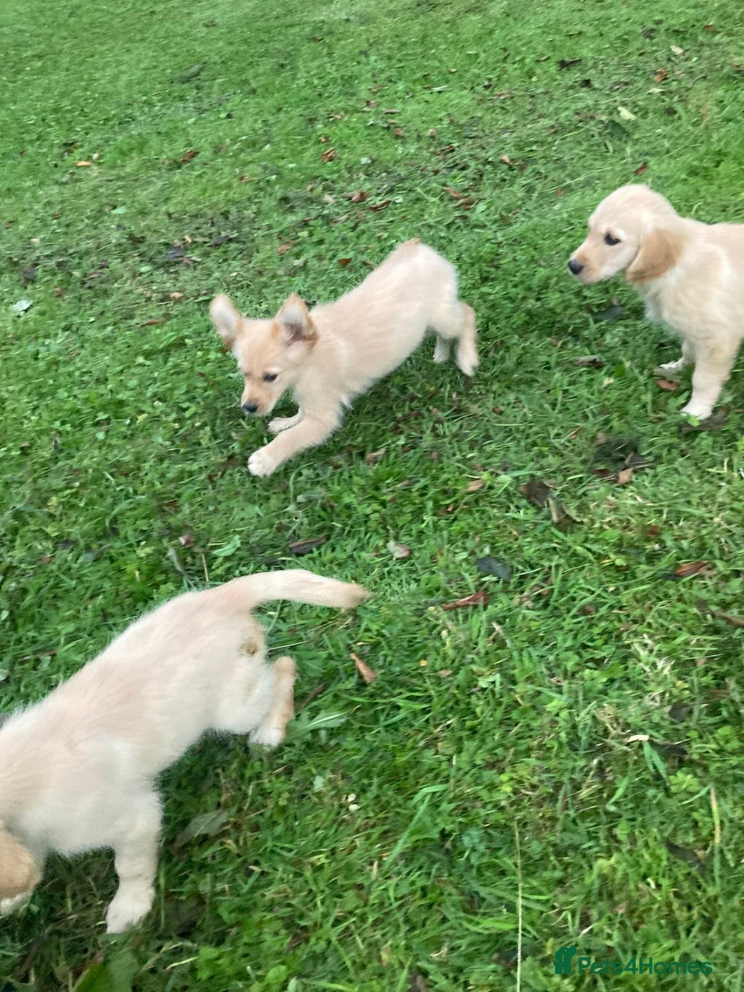 Golden Retriever dogs for sale: Golden Retriever puppies  - Image 7