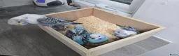 Budgerigars birds for sale: Budgie for sale - Advert 3