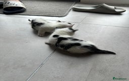 Domestic Shorthair cats for sale: Female kittens - Image 19