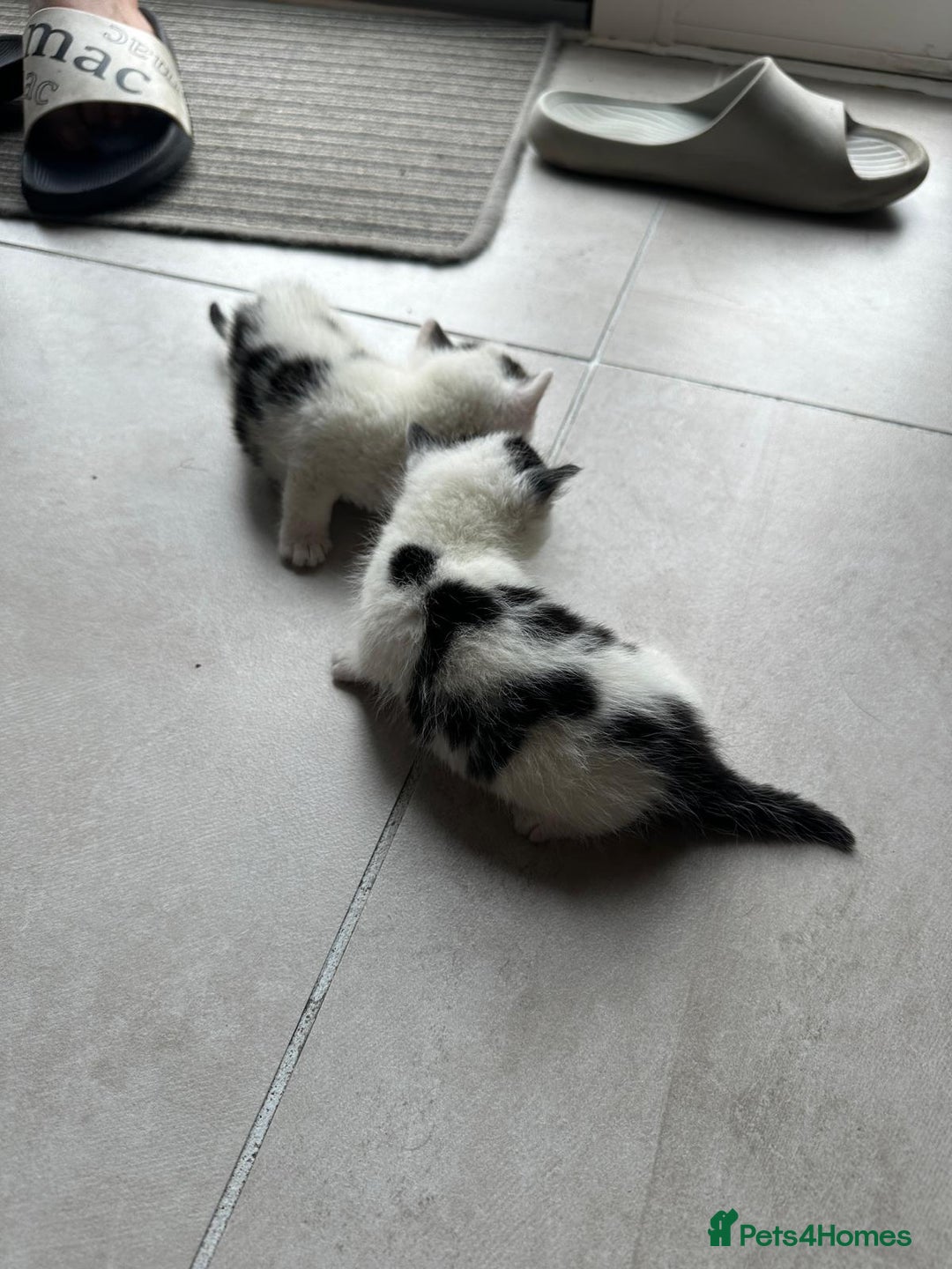 Domestic Shorthair cats for sale: Female kittens - Image 19