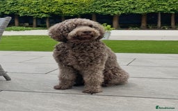 Labradoodle dogs for sale: F4 Standard Labradoodles (Fully Health Tested) - Image 2