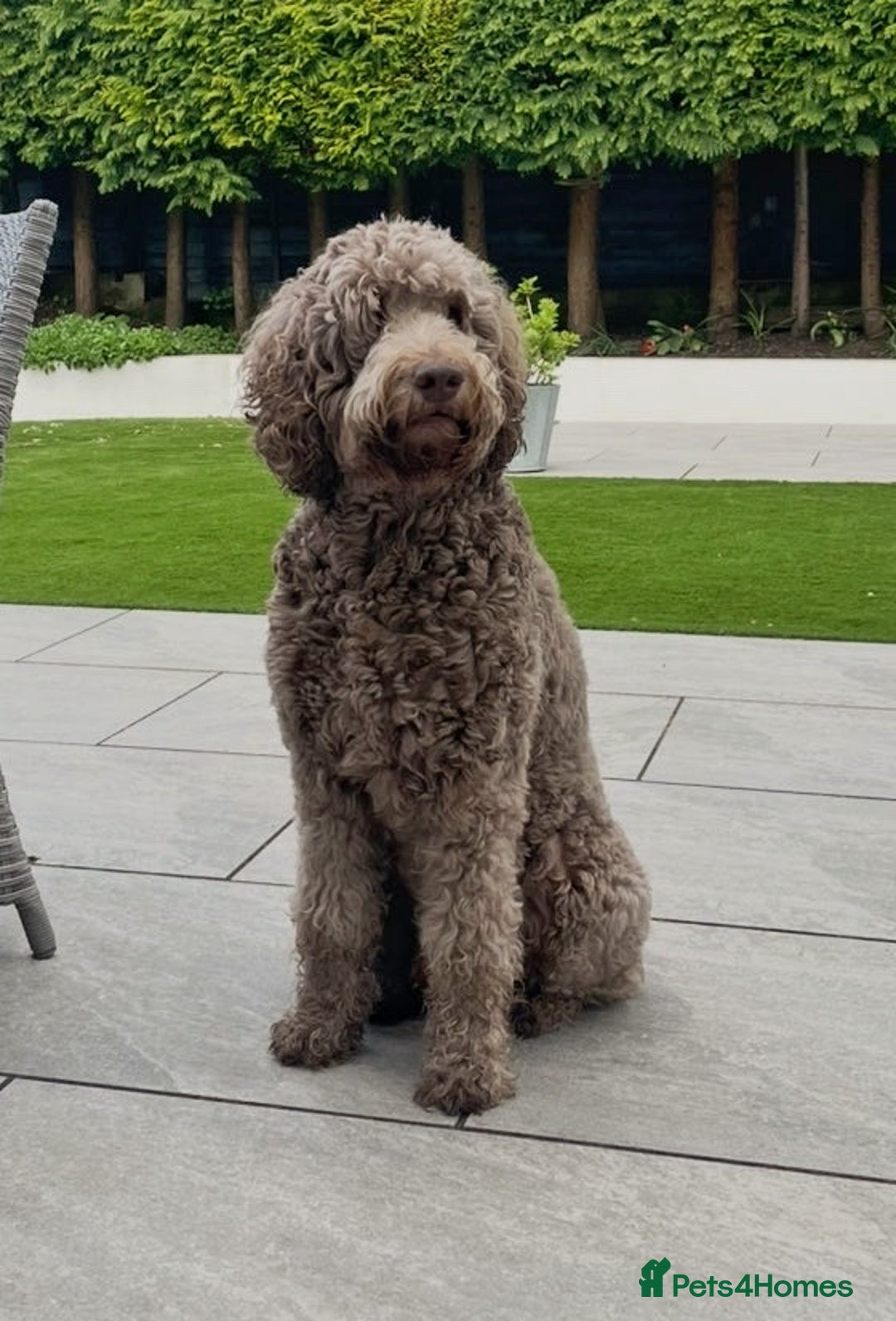 Labradoodle dogs for sale: F4 Standard Labradoodles (Fully Health Tested) - Image 2