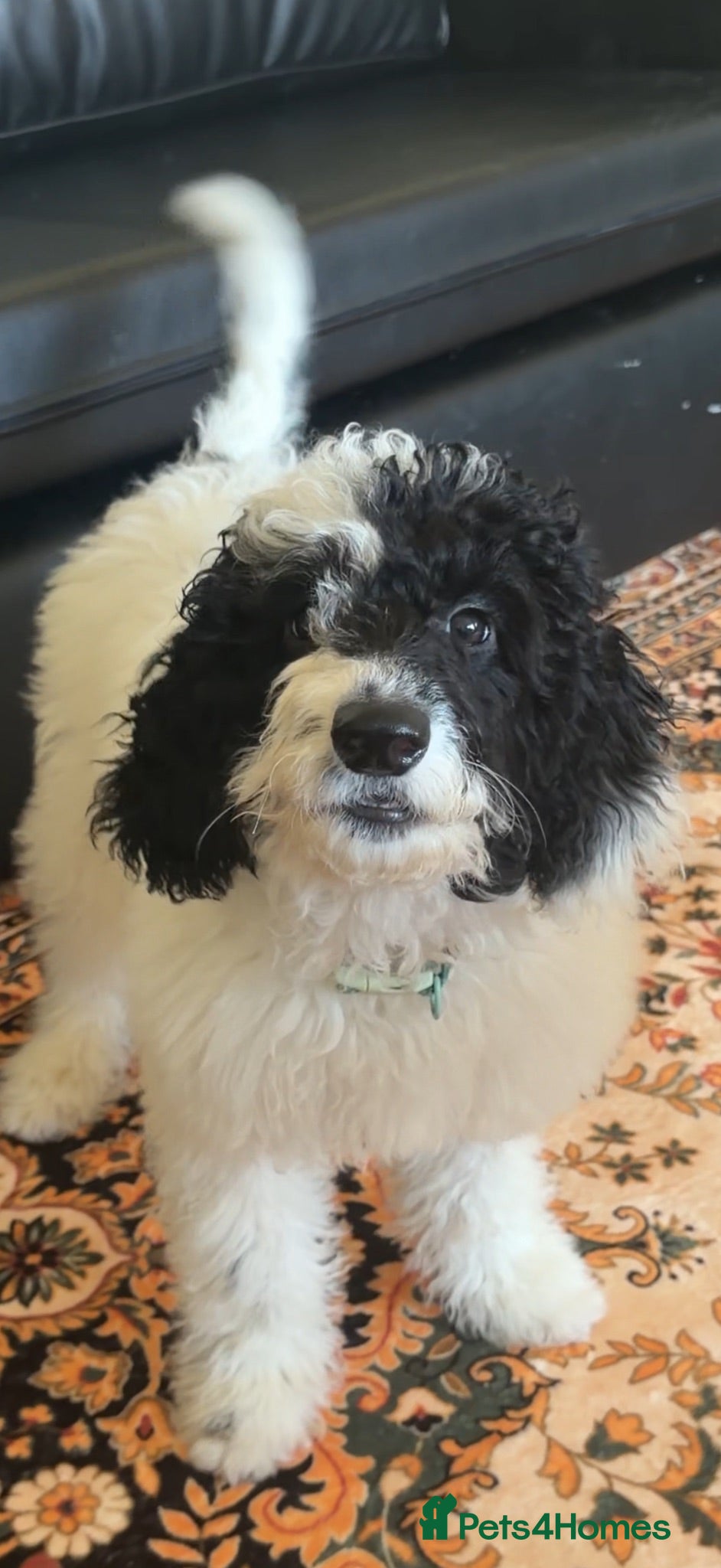 Sproodle dogs Puppy Parti Poodle - Advert 3