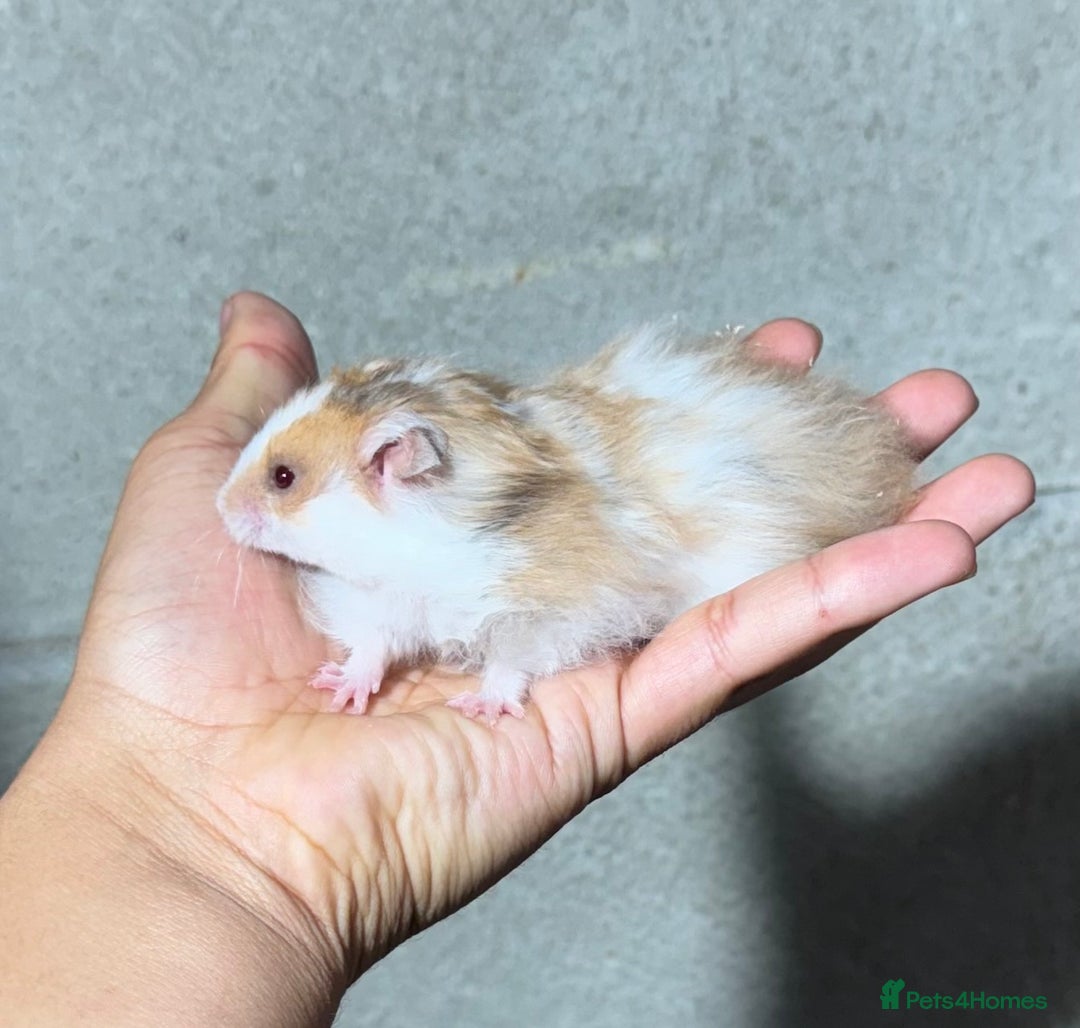 Hamster rodents for sale: STUNNING, TAME, PEDIGREE BABY SYRIAN HAMSTER - Image 9