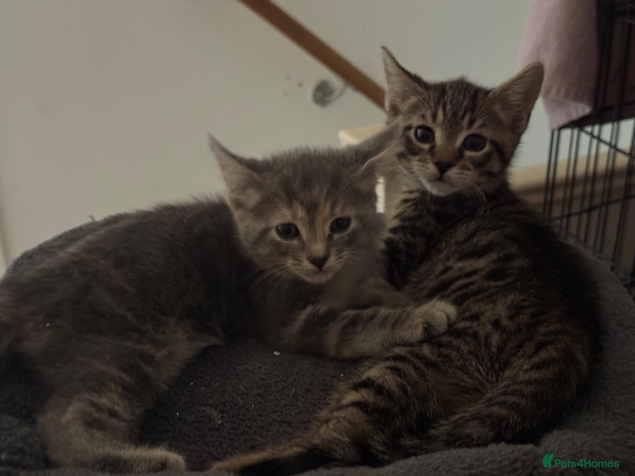 American Shorthair cats for sale: Ready To Leave Today please read full advert pleas - Advert 16