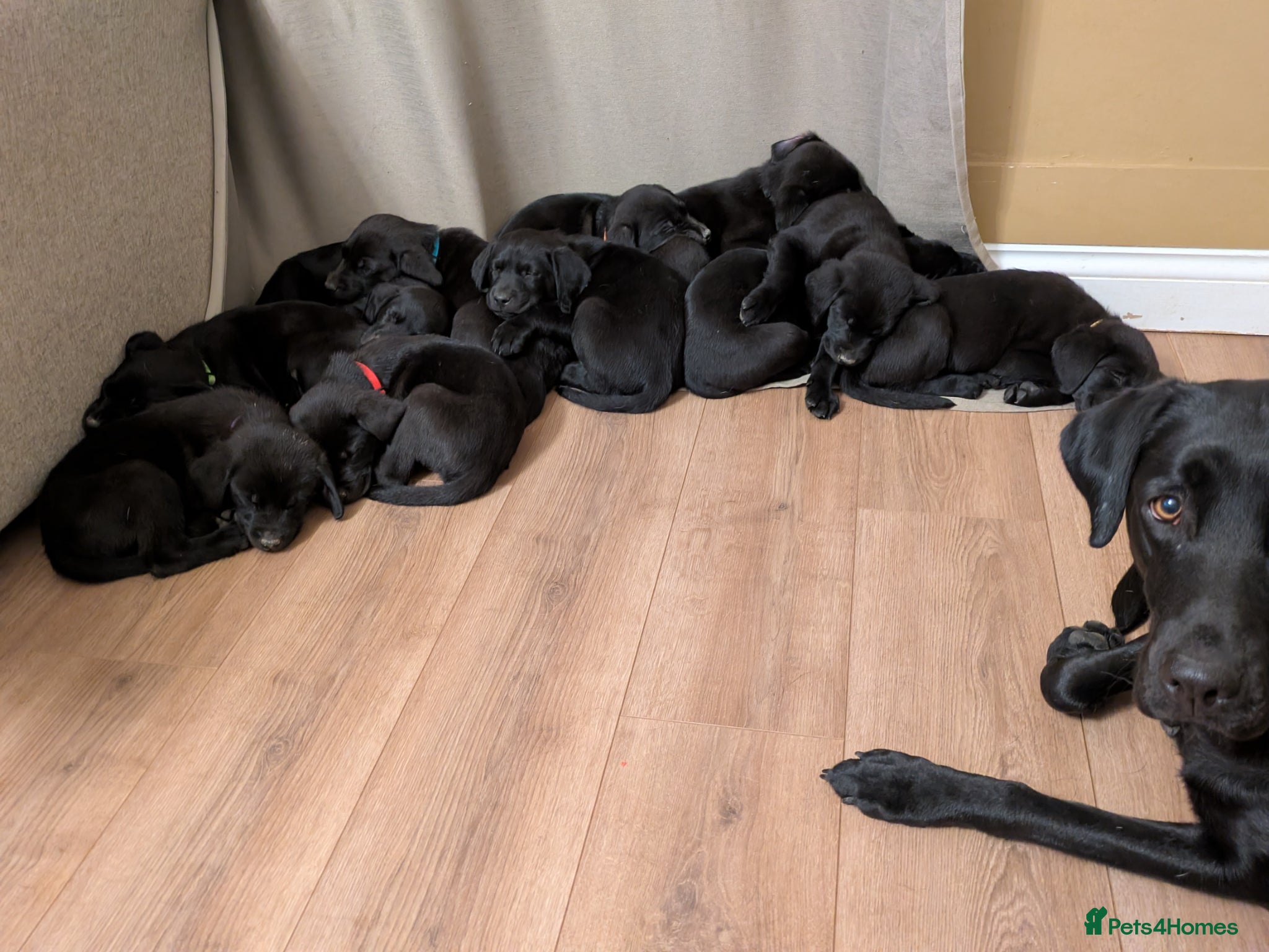 Labrador Retriever dogs Stunning Black Labrador Puppies-Ready 1st April - Advert 2