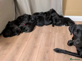 Labrador Retriever dogs Stunning Black Labrador Puppies-Ready 1st April - Advert 2