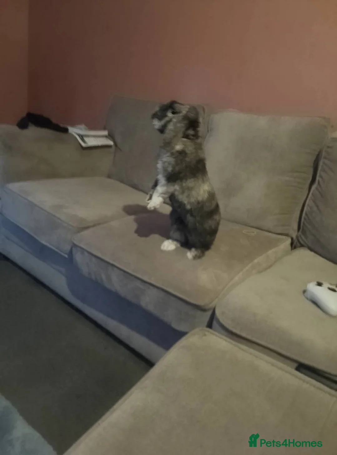 Cashmere Lop rabbits for sale: Sweep  in Rochester - Advert 2