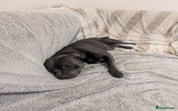 Staffordshire Bull Terrier dogs for sale: Blue staff for sale  - Image 8