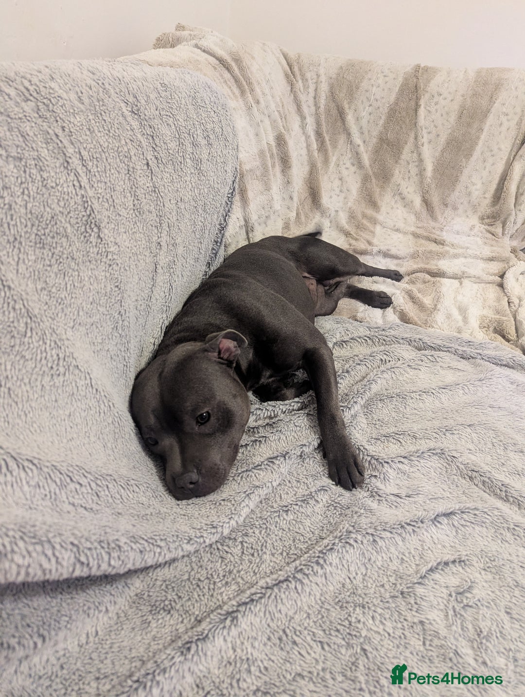 Staffordshire Bull Terrier dogs for sale: Blue staff for sale  - Image 8