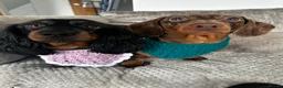 Miniature Dachshund dogs for sale: Beautiful Miniature Dachshund Puppies for sale in Nottingham - Advert 4