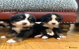 Bernese Mountain Dog dogs for sale: Bernese Mountain Dog Pups  - Image 18