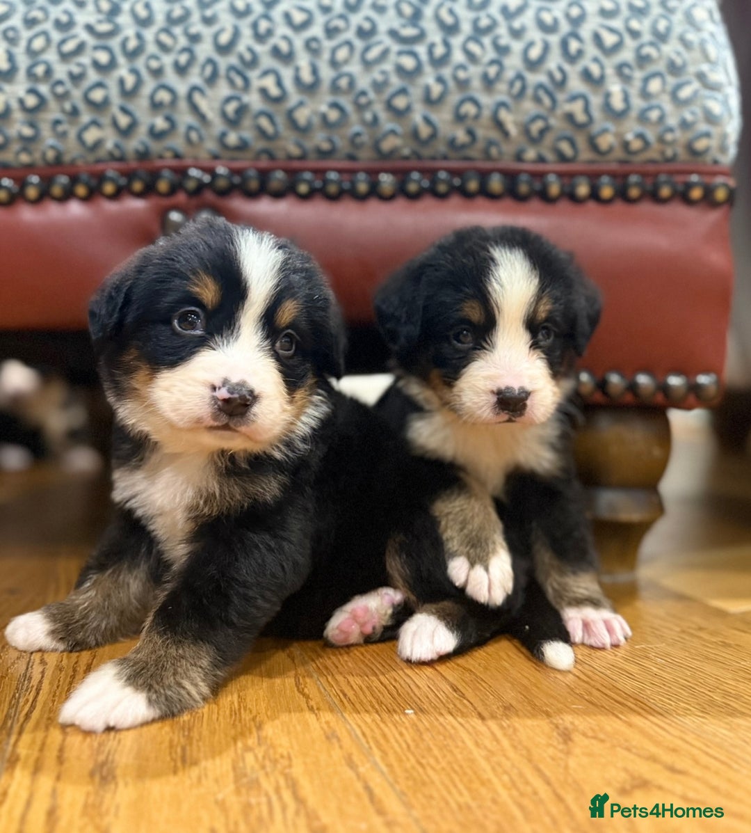 Bernese Mountain Dog dogs for sale: Bernese Mountain Dog Pups  - Image 18