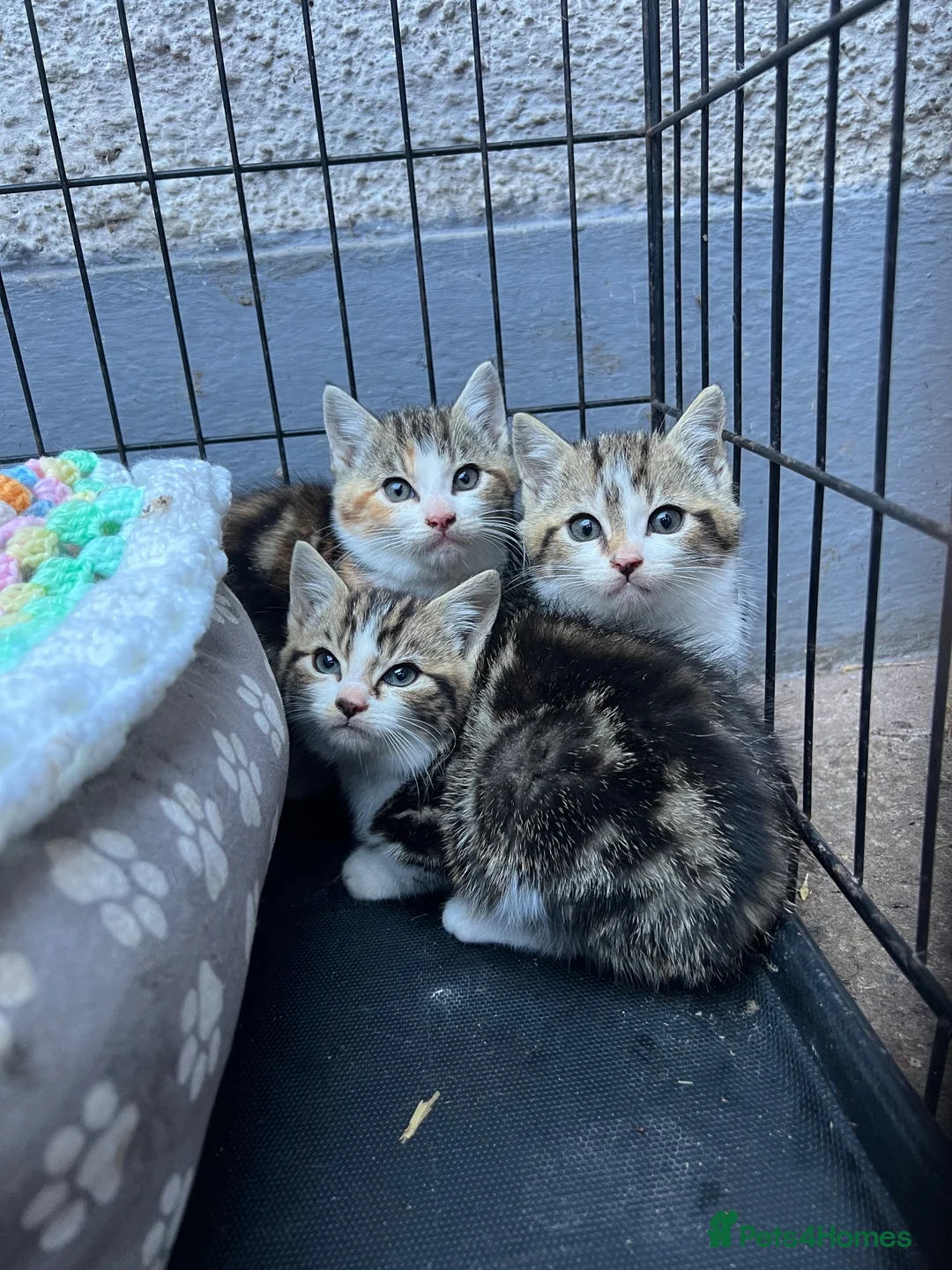 Mixed Breed cats for sale: 4 kittens searching for their forever homes  - Advert 1