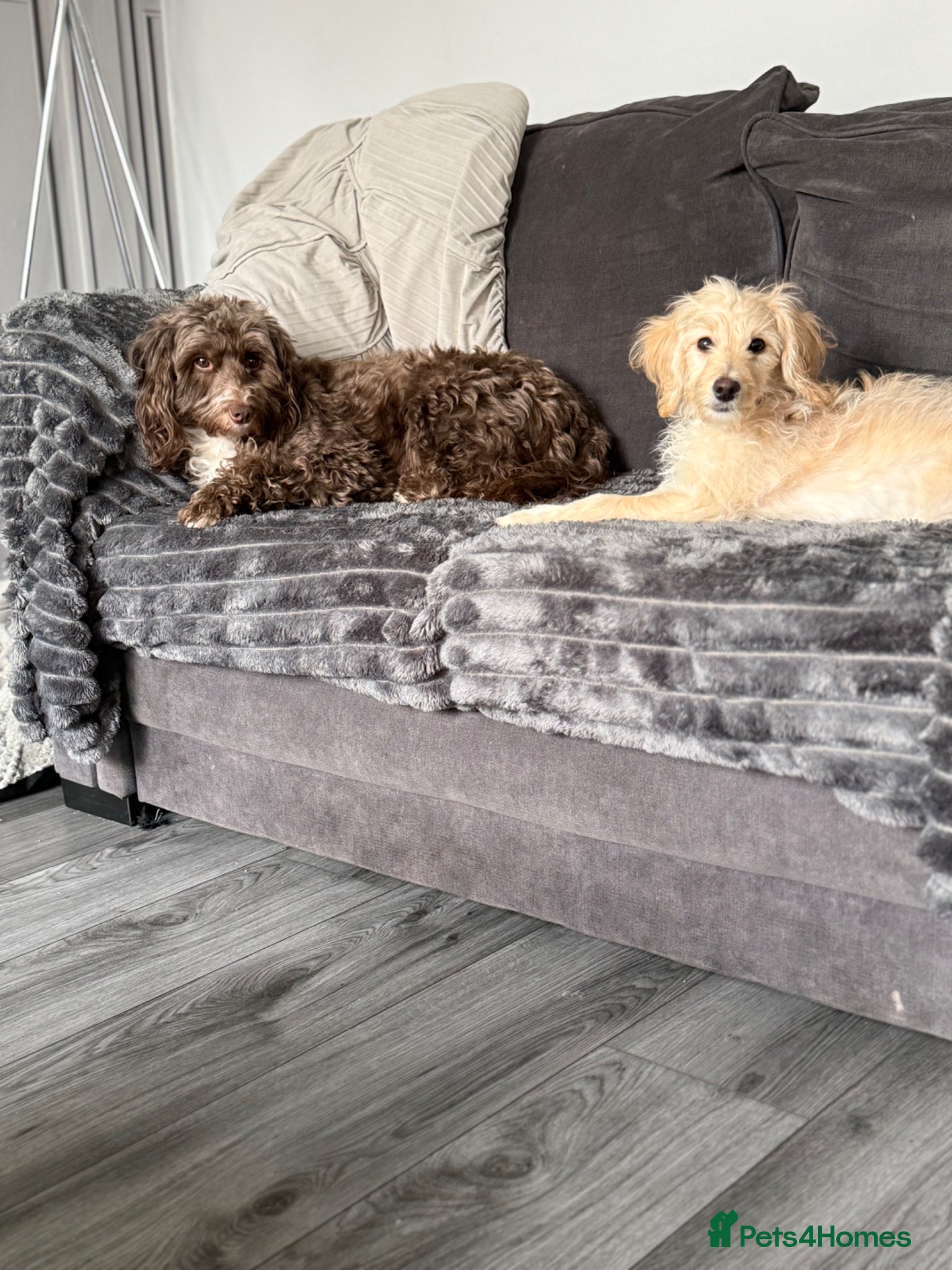 Cockapoo dogs F2 cockapoo puppy  - Advert 4