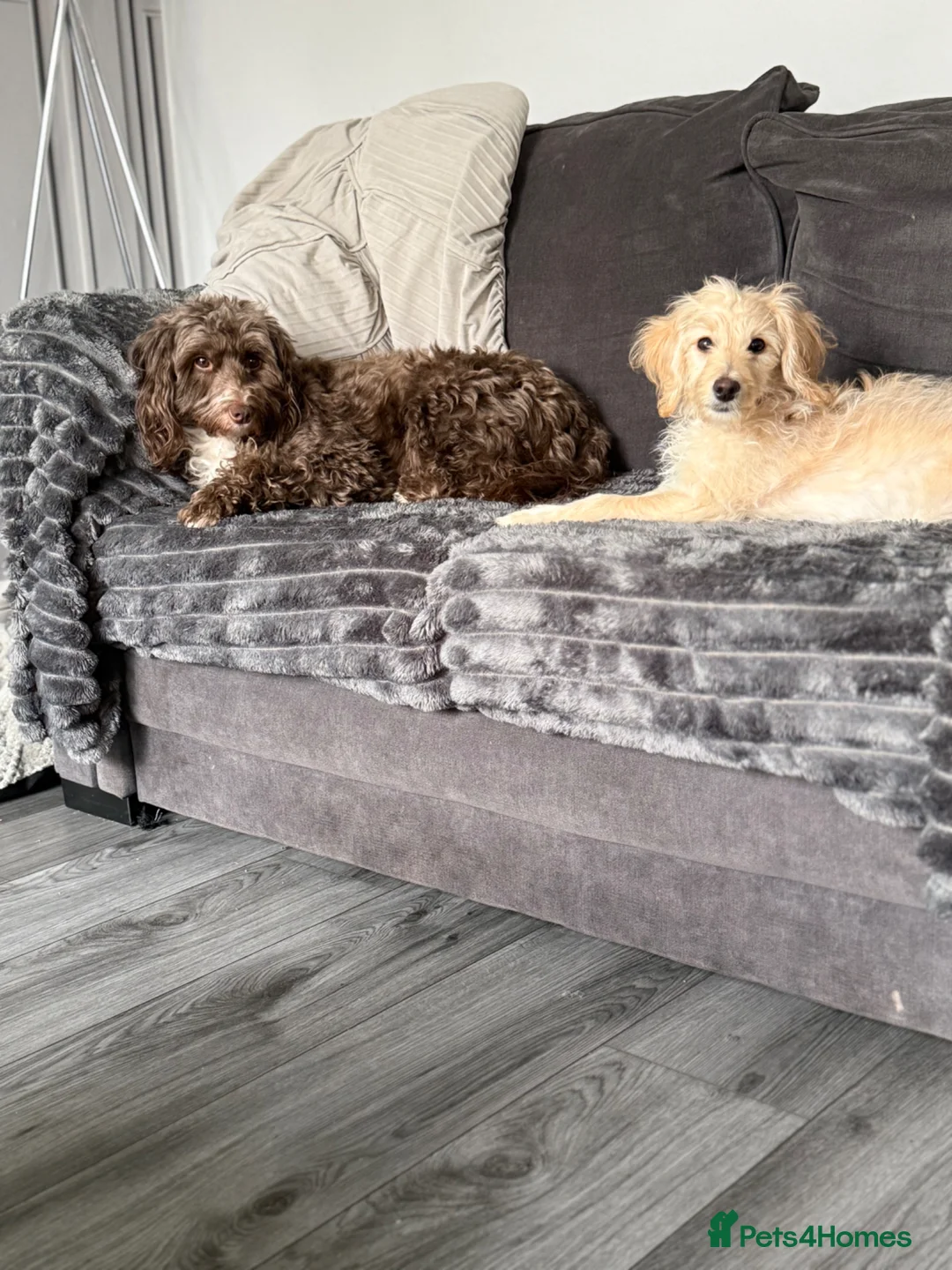 Cockapoo dogs for sale: F2 cockapoo puppy  - Advert 1