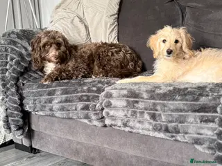 Cockapoo dogs F2 cockapoo puppy - Advert 1