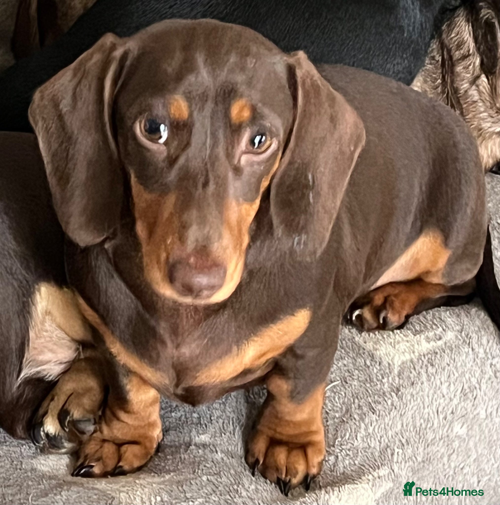 Miniature Dachshund dogs MINI DACHSHUNDS TRUE TO TYPE ONE GIRL AVAILABLE  - Advert 3
