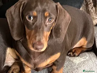 Miniature Dachshund dogs MINI DACHSHUNDS TRUE TO TYPE ONE GIRL AVAILABLE - Advert 3