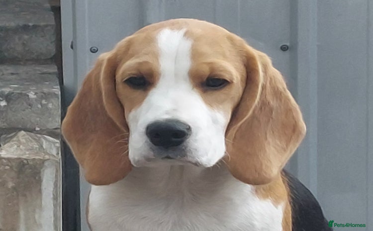 Beagle dogs - Advert 2