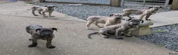 Irish Wolfhound dogs for sale: Irish Wolfhound puppies  - Advert 31