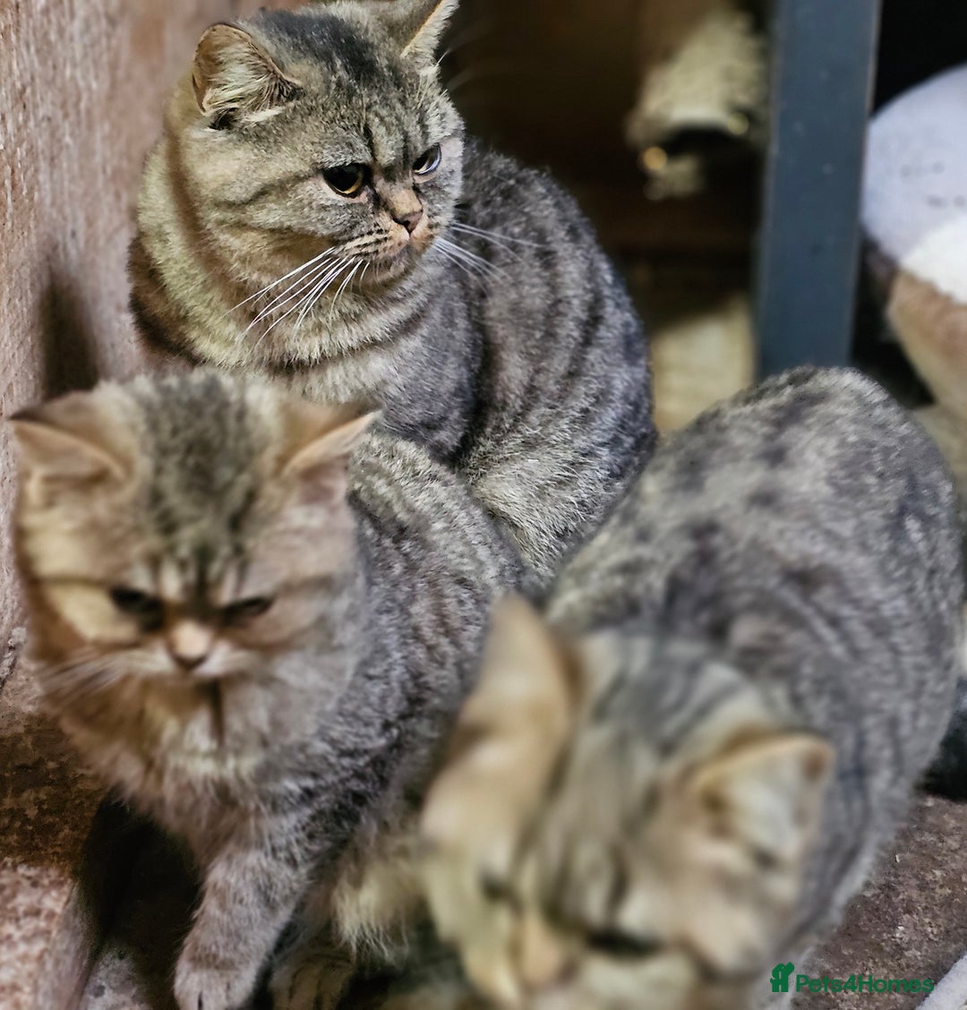 Mixed Breed cats for sale: Beautiful British Shorthair Tabby Female Kittens - Image 14