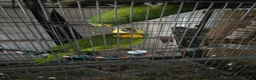 Parrots birds for sale: Amazon blue fronted parrots in Edgware - Advert 8