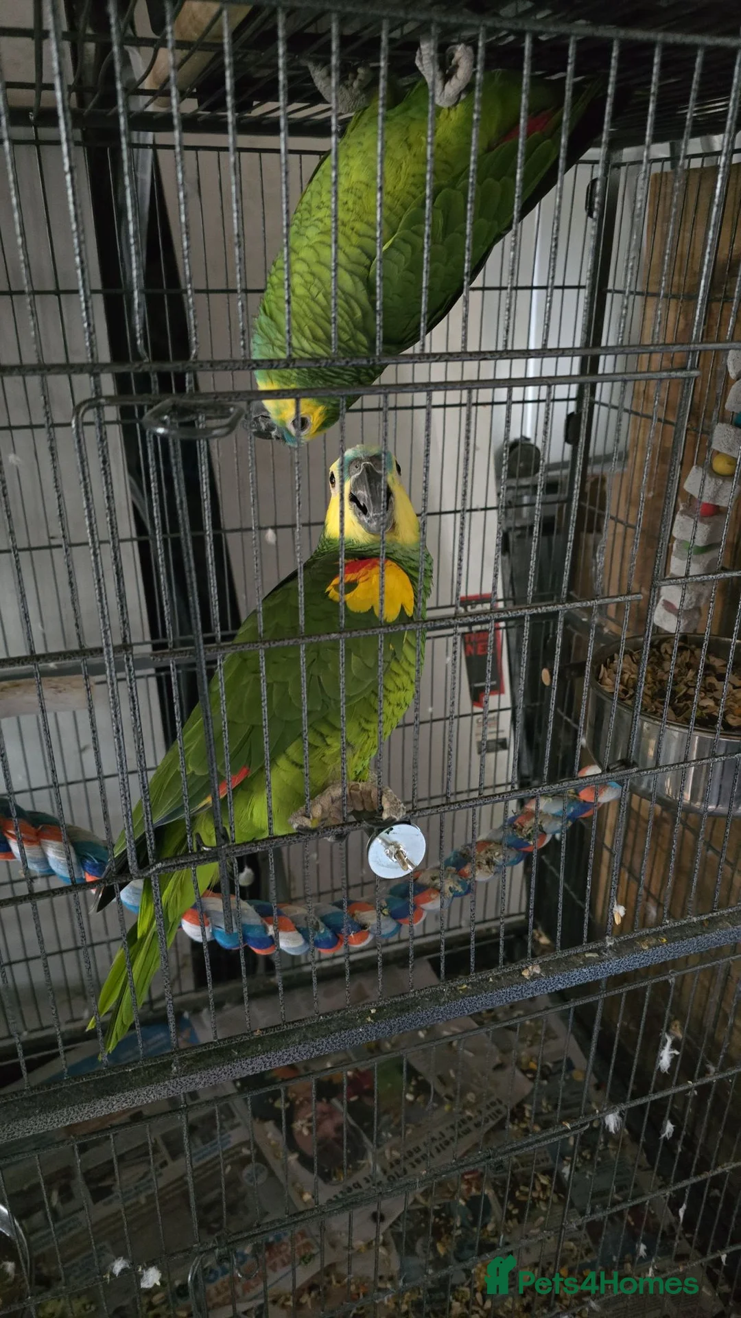 Parrots birds for sale: Amazon blue fronted parrots in Edgware - Advert 8