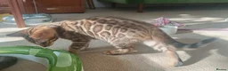 Bengal cats for sale: Cuddly and beautiful pedigree bengal kittens - Advert 33