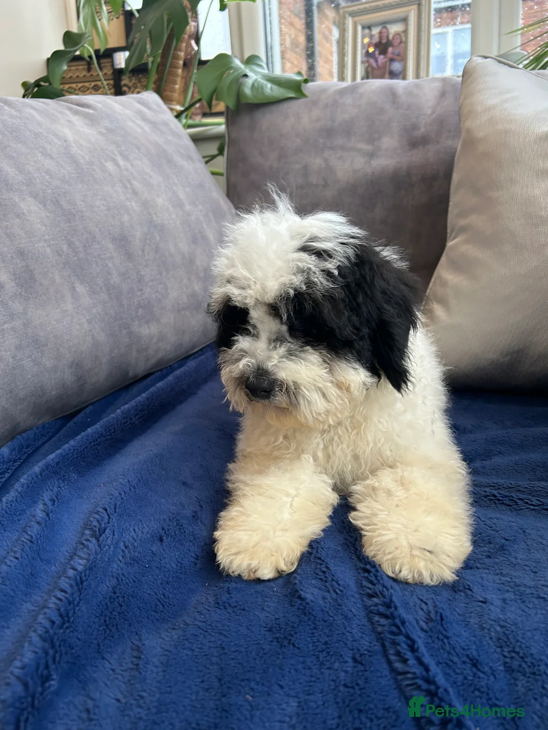 Mixed Breed dogs for sale: 🌟🌟Stunning Australian Cavapoo Puppies 🩷💙 m - Advert 11