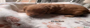 Sadie
