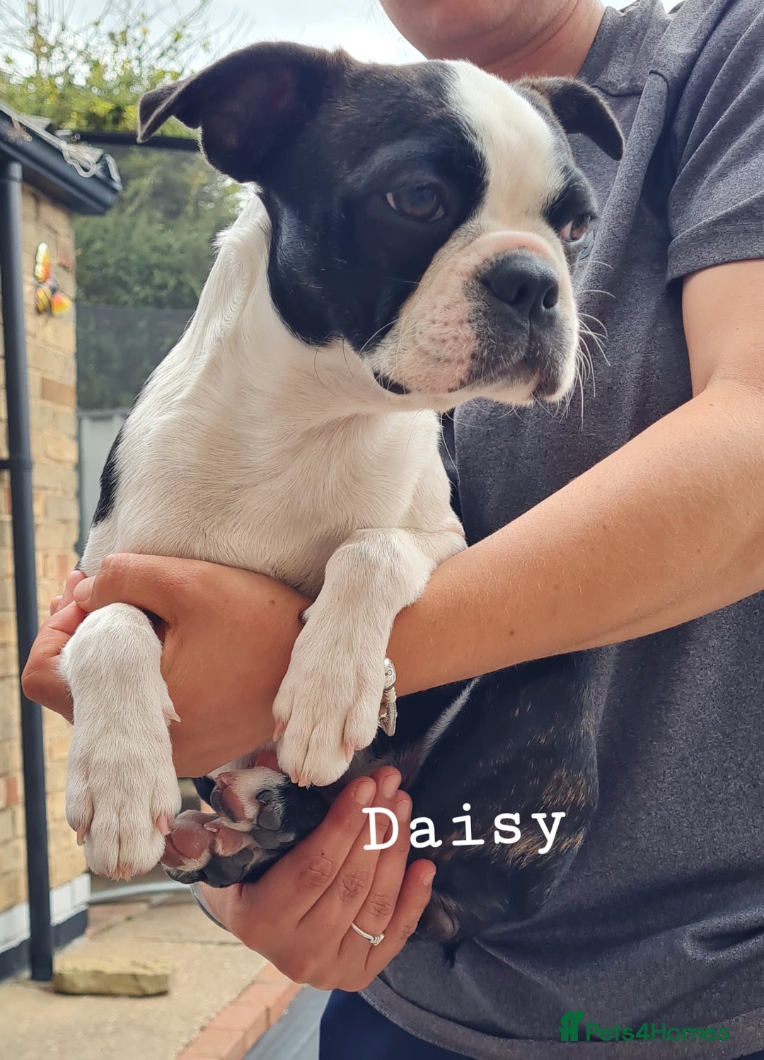 Boston Terrier dogs for sale: Need home,s ASAP  - Image 5