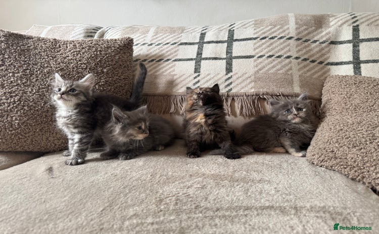 Ragcoon cats - Advert 1