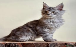 Maine Coon cats for sale: Beautiful pure bread maine coon kittens  - Image 27