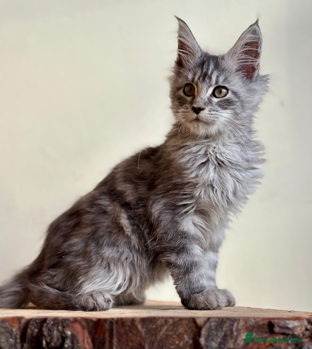 Maine Coon cats for sale: Beautiful pure bread maine coon kittens  - Image 27