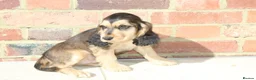 Cocker Spaniel dogs for sale: Kennel Club Registered Show Type Cocker puppies - Advert 35