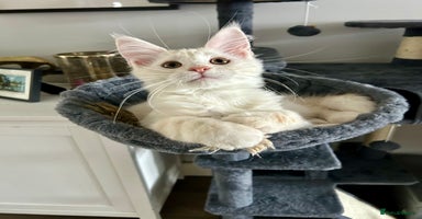 Maine Coon cats - Advert 1