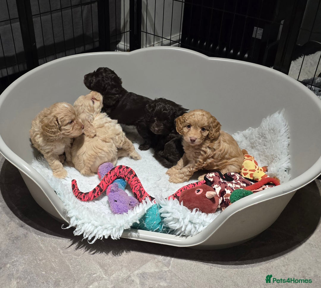 Cockapoo dogs for sale: F1 cockapoo puppies - extensive health tests - Advert 22
