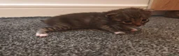 Bengal cats for sale: Adorable Bengal Mix Kittens  in Newmarket - Advert 16