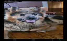 German Shepherd dogs for stud: German shepherd  - Image 9