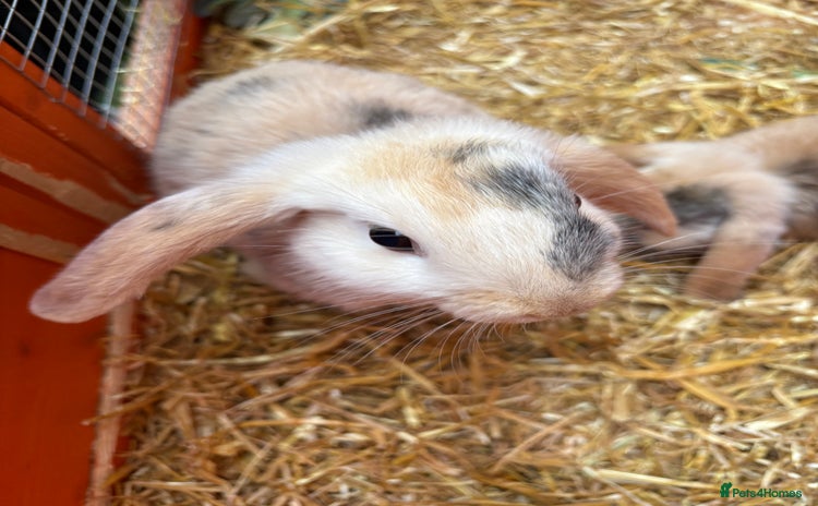 Mini Lop rabbits - Advert 19