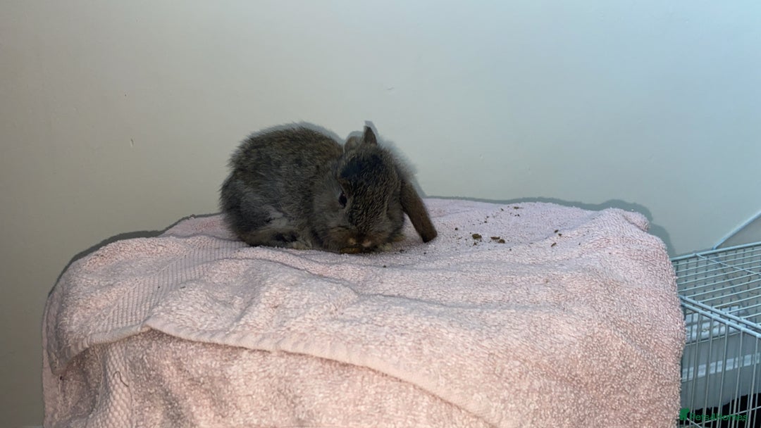 Mini Lop rabbits for sale: Mixed litter of mini lop babies for sale  - Image 12