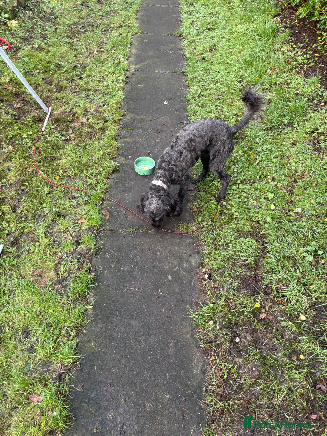 Mixed Breed dogs for sale: Bedlingtonxpoodle 10 months old  - Advert 2