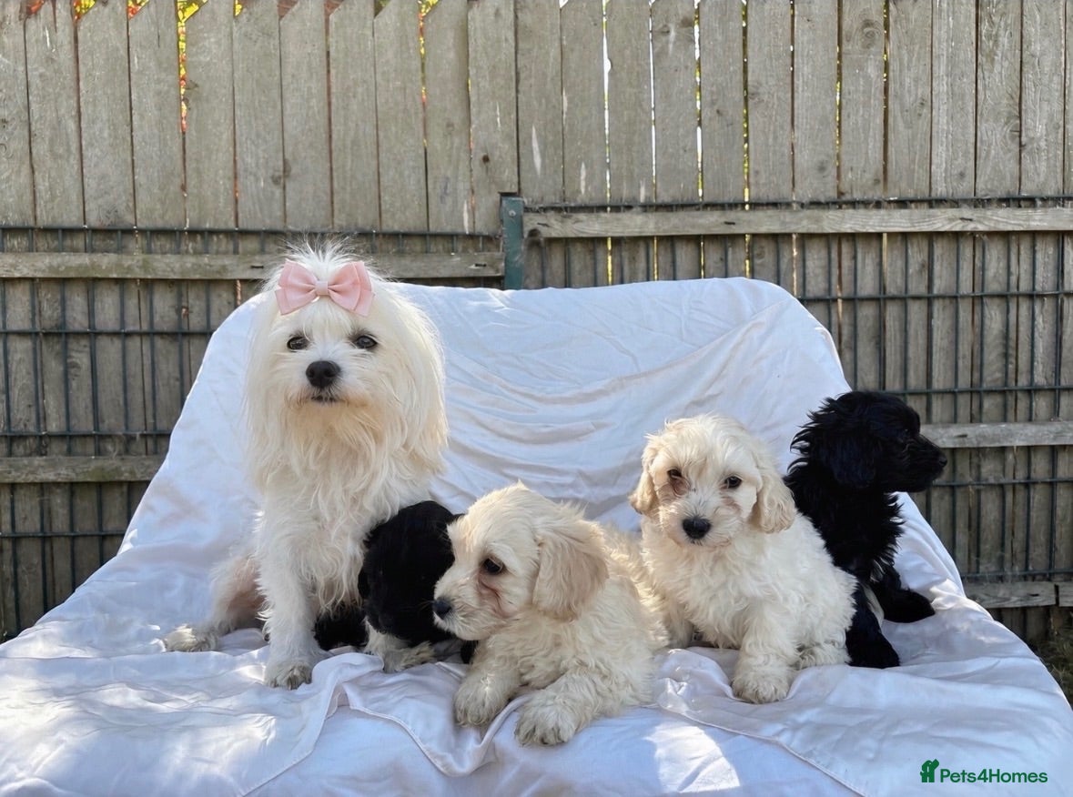 Maltipoo dogs 🐾 Gorgeous Maltipoo Puppies 🐾 - Advert 1